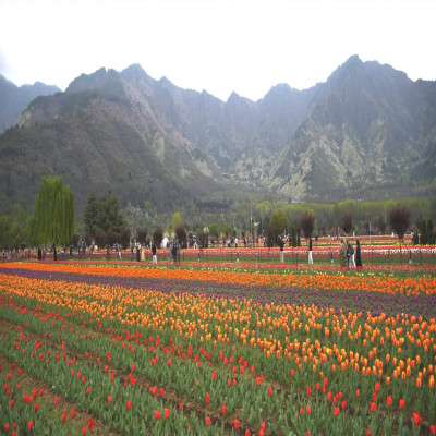 Tulip Festival Travel Plan